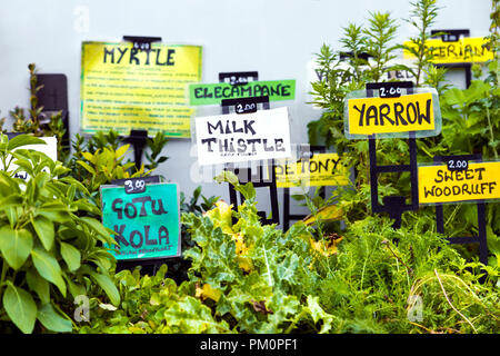 Fresh herbs and medicinal plants with labels (Angel Canal Festival 2018, London, UK) Stock Photo