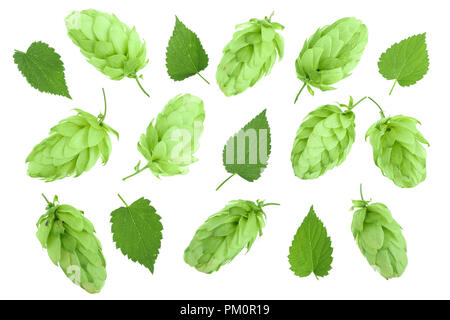 hop cones with leaves isolated on white background close-up. Top view. Flat lay pattern Stock Photo