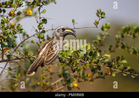 African Grey Hornbill  Lophoceros nasutus Kruger National Park, South Africa 16 August 2018    Adult      Bucerotidae Stock Photo