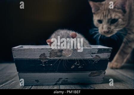 Playing Cat and Mouse. Tabby cat looking curious to a rodent. Stock Photo