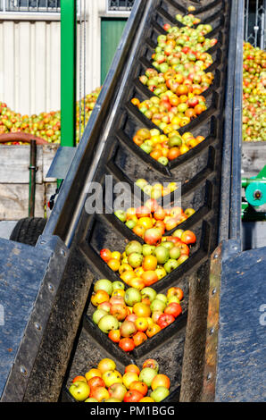 Fresh apples on the conveyor belt - delivery to a German cider-winery. Stock Photo