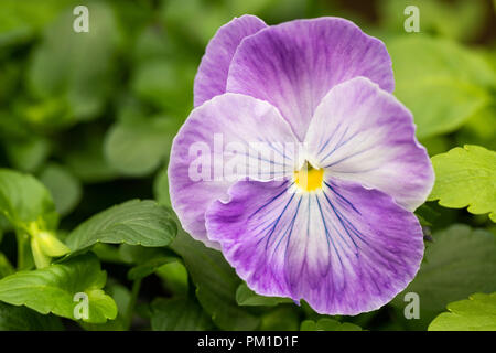 Close up of a single Lavender Shades Pansy bloom, UK Stock Photo