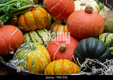 Colourful display of Autumn Gourds & Pumpkins on Sale in Borough Market, Southwark, London UK Stock Photo