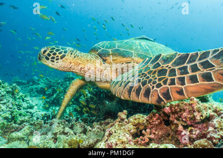 Green Turtle, (Chelonia Mydas) Balicasag Island, Bohol, Philippines Stock Photo