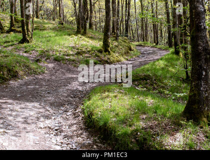 A dirt pathway snakes its way up hill and inbetween tall thin green trees