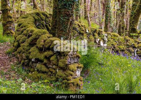 A dry stone wall covered in mossess and lichens curves around a tree trunk covered in ivy, with an adjacent bank of bluebells, common ferns and wild f Stock Photo