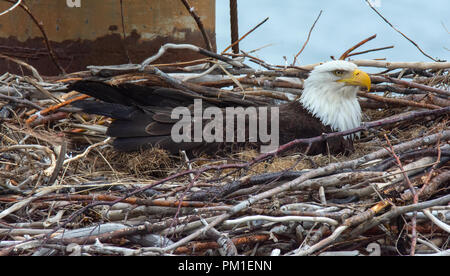 A female Bald eagle sits in her nest keeping her eggs warm Stock Photo