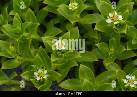 Five white petals spread apart are the sea chickweed's flower in full bloom and stand out against the four green leave pattern of the rest of the plan Stock Photo