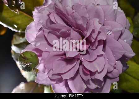 Flower Head Of Violet Color Kordes Rose Novalis top view with water drops Stock Photo