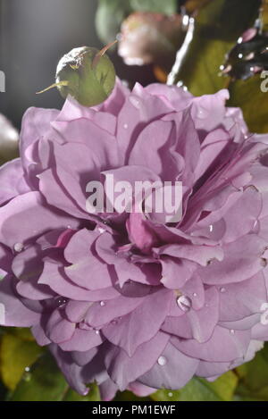 Flower Head Of Violet Color Kordes Rose Novalis top view with water drops Stock Photo