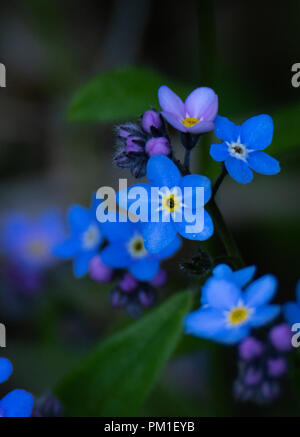 The vivid blue of the petals of a Forgot Me Not flower drive the darkness away. Stock Photo