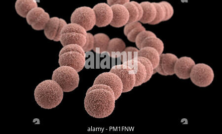 3D computer-generated image of a group of Gram-positive, Streptococcus pyogenes  bacteria. Stock Photo