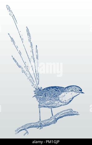 Long-tailed Blue-breasted fairywren (malurus pulcherrimus) sitting on a branch. Illustration after a historic engraving from the 19th century Stock Vector
