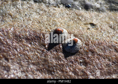 Pair Of Spotted Limpet Shell (eoacmaea sp.) On A Beach Rock Surface Stock Photo
