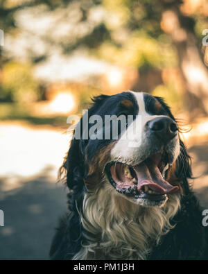 Happy Bernese Mountain Dog Stock Photo