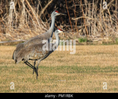 Two Sandhill cranes walking in step across a just greening field Stock Photo