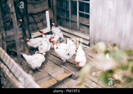 A white rooster and a white hen in a henhouse. halasana breed chickens Stock Photo