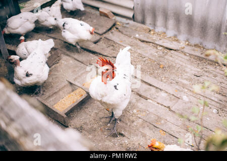 A white rooster and a white hen in a henhouse. halasana breed chickens Stock Photo