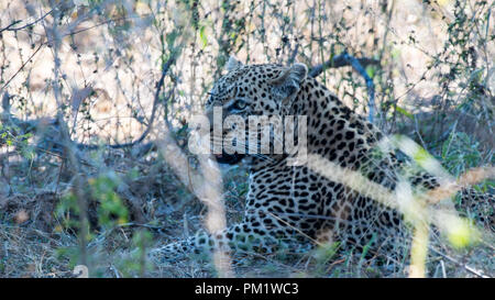 Leopard sighting in the wild with excellent camouflage in the Kruger National Park, South Africa. There is good natural light, excellent ground cover Stock Photo