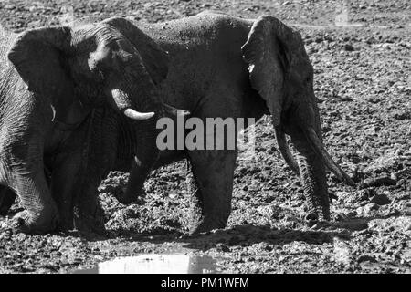 Three elephants happily playing around a water hole after mudbathing. They are knee deep in mud. The image of tusks in black and white.. Stock Photo