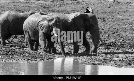 Three elephants happily playing around a water hole after mudbathing. They are knee deep in mud. The image of tusks in black and white.. Stock Photo