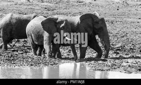 Three elephants happily playing around a water hole after mudbathing. They are knee deep in mud. The image of tusks in black and white.. Stock Photo