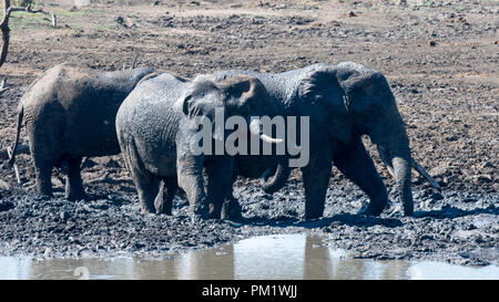 Three elephants happily playing around a water hole after mudbathing. They are knee deep in mud. The image of tusks in black and white.. Stock Photo