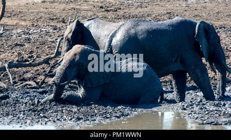 Three elephants happily playing around a water hole after mudbathing. They are knee deep in mud. The image of tusks in black and white.. Stock Photo