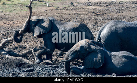 Three elephants happily playing around a water hole after mudbathing. They are knee deep in mud. The image of tusks in black and white.. Stock Photo