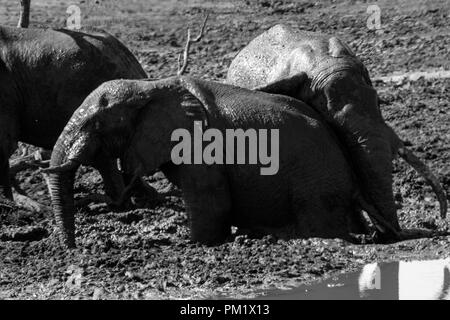 Three elephants happily playing around a water hole after mudbathing. They are knee deep in mud. The image of tusks in black and white.. Stock Photo