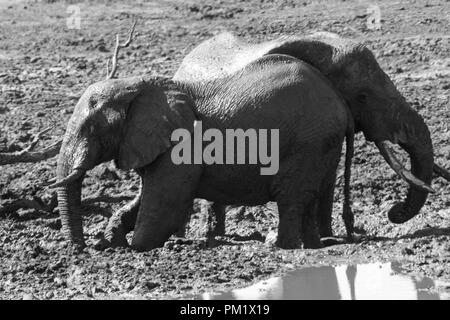 Three elephants happily playing around a water hole after mudbathing. They are knee deep in mud. The image of tusks in black and white.. Stock Photo