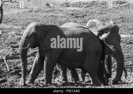 Three elephants happily playing around a water hole after mudbathing. They are knee deep in mud. The image of tusks in black and white.. Stock Photo