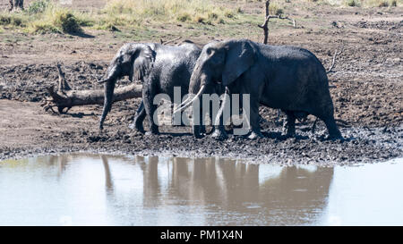 Two elephants in the wild near water and playing around a flattened tree trunk. Their skins are glistening in the sun as theu bask after a mud bath. Stock Photo