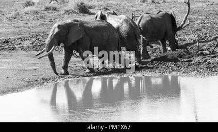 Three elephants happily playing around a water hole after mudbathing. They are knee deep in mud. The image of tusks in black and white.. Stock Photo