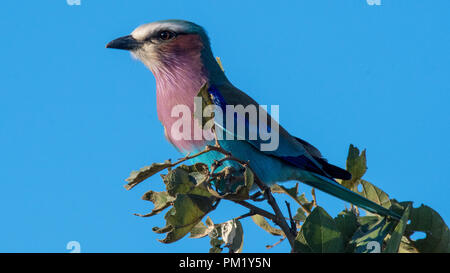 Lilac breasted Roller perched on tree with green leaves in the wild in the Kruger National Park, South Africa. It is sitting on branch Stock Photo