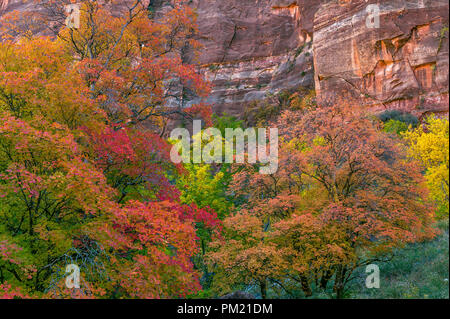 Bigtooth Maple, Acer grandidentatum, Oak, Cottonwood, Populus fremontii, Fremont's Cottonwood, Autumn, Zion Canyon, Zion National Park, Utah Stock Photo