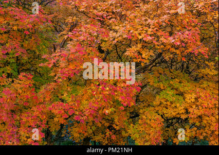 Bigtooth Maple, Acer grandidentatum, Zion Canyon, Zion National Park, Utah Stock Photo