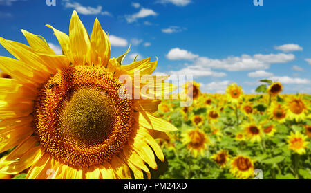 Closeup bright sunflower over blurred field and blue sky background Stock Photo