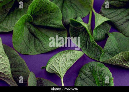 Creative nature leaves layout. Supernatural concept, ultra violet colors background, fashion style Stock Photo