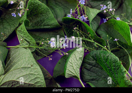 Creative nature leaves layout. Supernatural concept, ultra violet colors background, fashion style Stock Photo