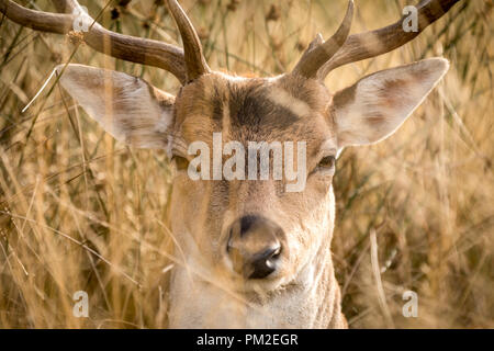 London, UK. 17th Sep 2018. Deer pictured in Richmond Park, West London as mixed weather is forecast as we head into Autumn. Credit: Oliver Dixon/Alamy Live News Stock Photo