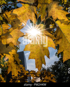 17 September 2018, Hessen, Frankfurt Main: Leaves in Frankfurt's banking disTrict already changing colour in autumn, while the sun shines through from the blue sky. Photo: Frank Rumpenhorst/dpa Stock Photo