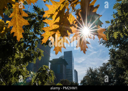 17 September 2018, Hessen, Frankfurt Main: Leaves in Frankfurt's banking district already changing colour in autumn, while the sun shines through from the blue sky. Photo: Frank Rumpenhorst/dpa Stock Photo