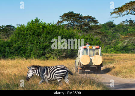 Safari Vehicle with Tourist on a Game Drive, Zebra running past and 4X4 Safari Vehicle Stock Photo