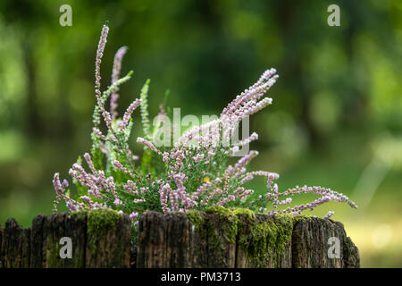 Bunch of purple scotch heather (Calluna vulgaris, erica, ling