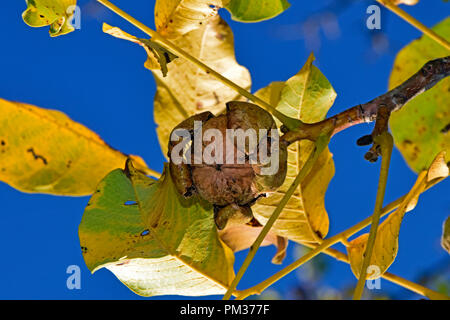 A ready-to-fall walnut in open husk surrounded by yellow leaves at the tip of a twig, seen from below in close-up view against the blue sky Stock Photo