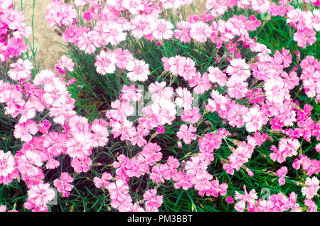 beautiful spring flowers Rose Maiden Pinks growing in the garden on a sunny day, background for design, natural wallpaper Stock Photo