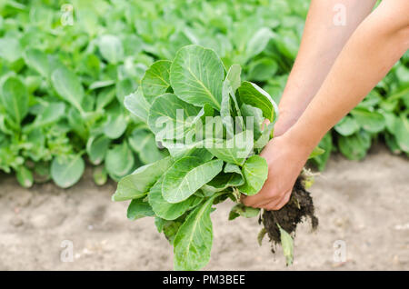 the farmer is holding cabbage seedlings ready for planting in the field. farming, agriculture, vegetables. Stock Photo