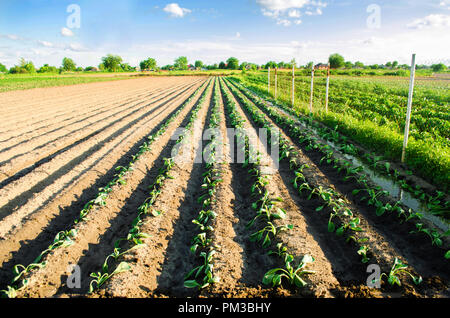 vegetable rows of young cabbage grow in the field. farming, agriculture. agroindustry. Stock Photo