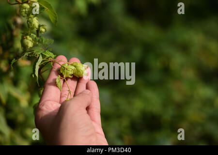 Young pretty woman holding wild hops in her hand Stock Photo